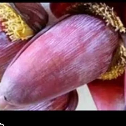 

jantung pisak kepok super bagus 1pcs