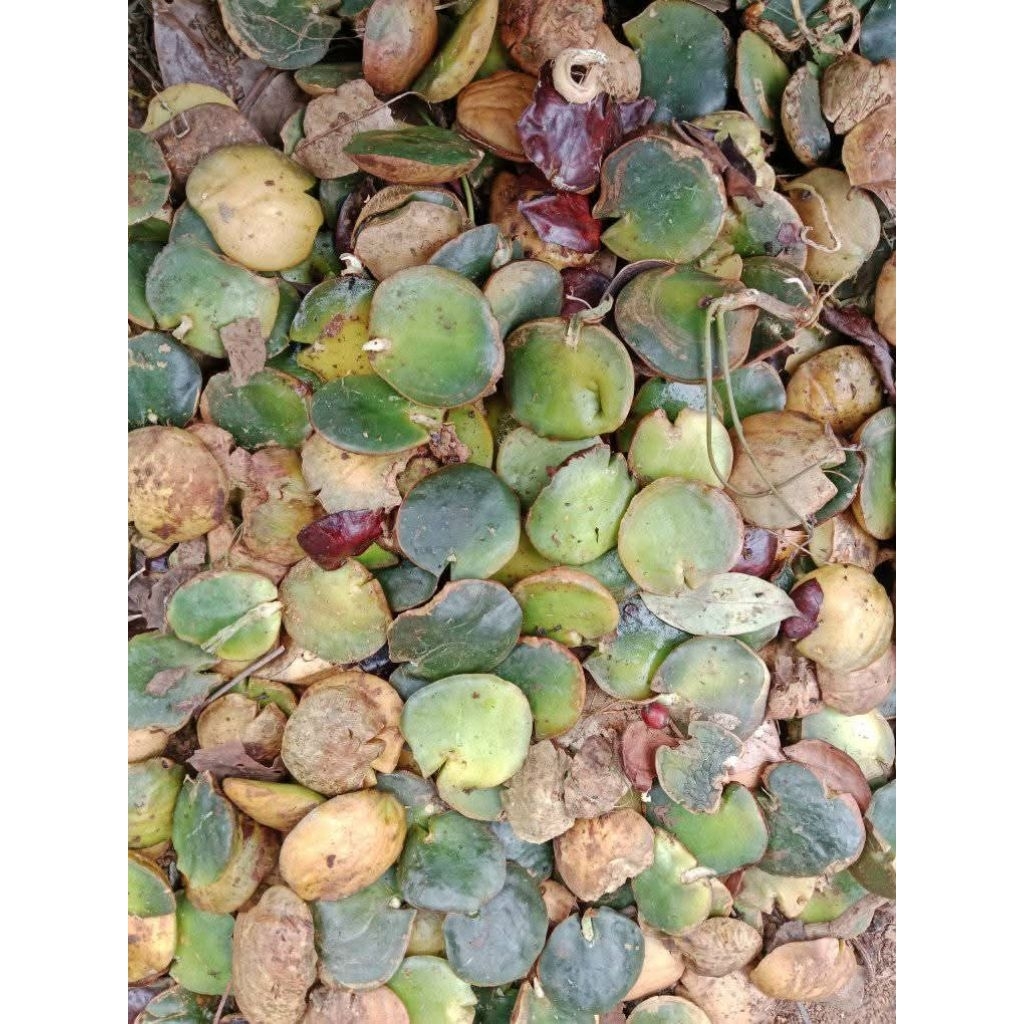 

jengkol beweh, bleweh, sepi , jengkol hijau