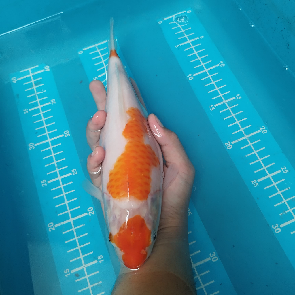 ikan koi kohaku sisik 30 cm BU hitam putih blitar sanke ochiba showa ogon kohaku penjinak kolam HQ s