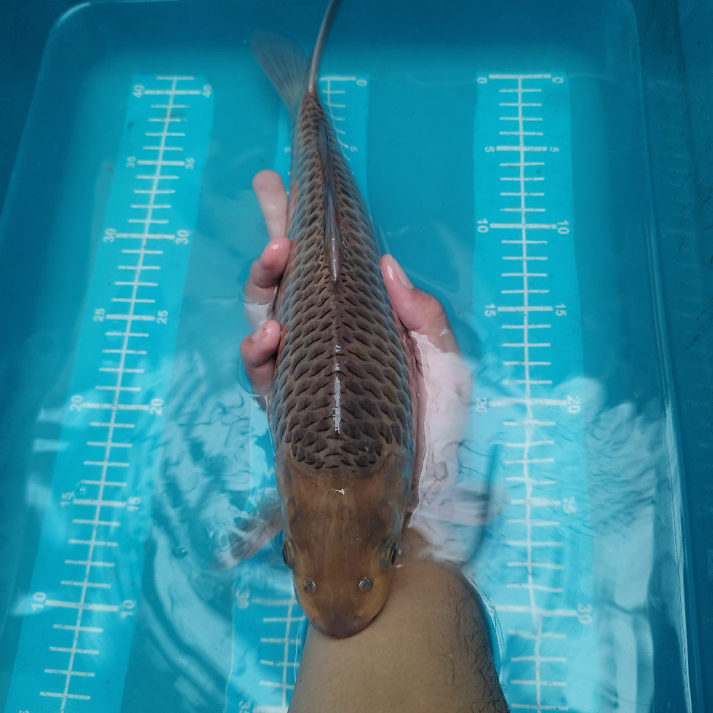 ikan koi chagoi tembaga caramel karemal bulky munuk badan lebar 36 cm BU blitar koi sanke ochiba sho