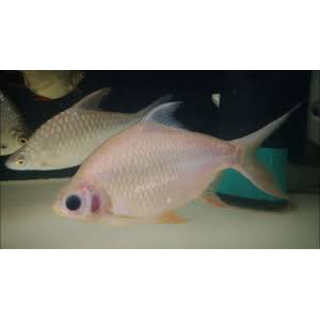 kebutuhan hiasan kaviat panda rare