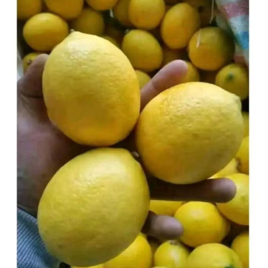 

LEMON LOKAL SEGAR 500GR [MINIMAL ORDER 1KG]