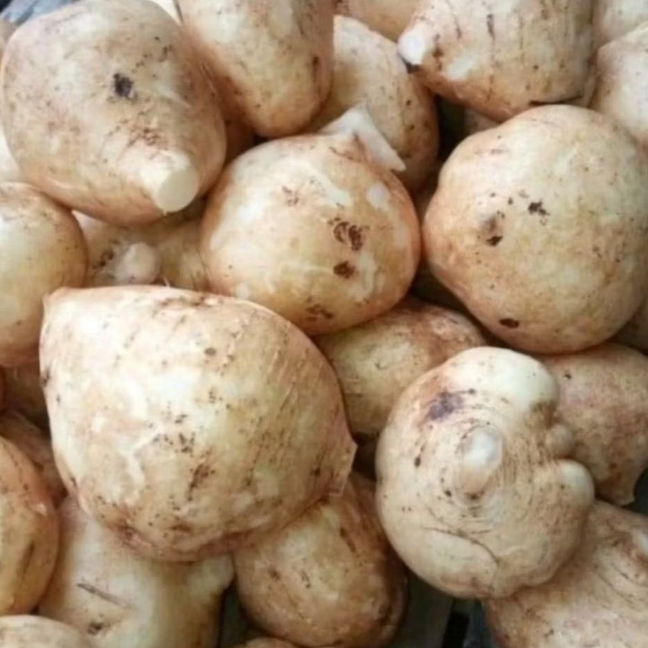 

BENGKOANG BUAH 250GR [MINIMAL ORDER 750GR]