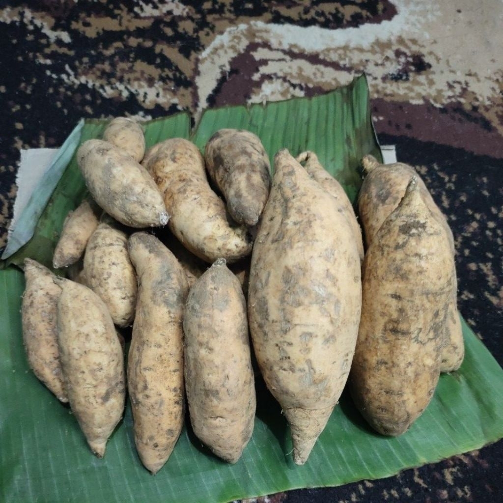 

Ubi cilembu asli garut fresh dari petani langsung 1kg / ½kg (ukuran sedang)