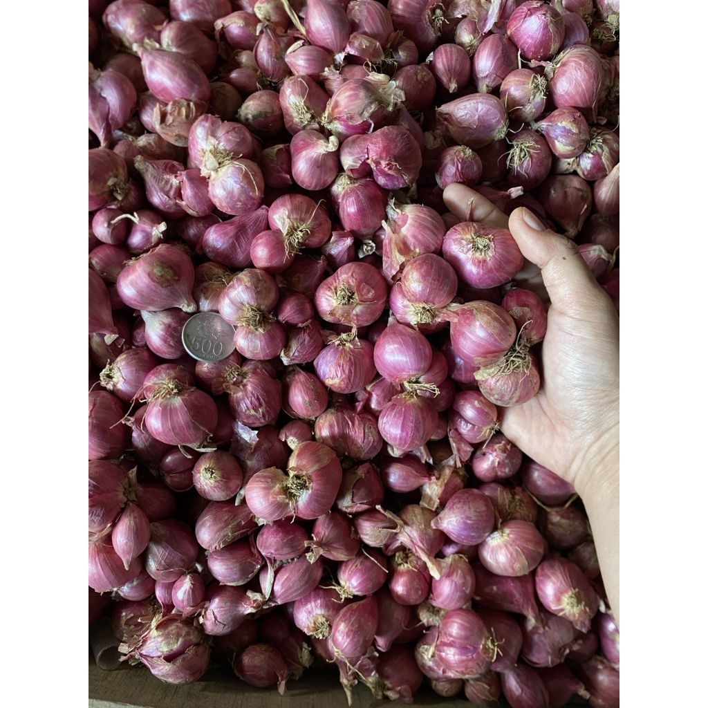 

(-+250gr) bawang merah BIMA super kering