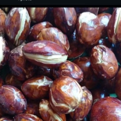 

Jengkol tua di pohon @1kg fresh pulen baru petik