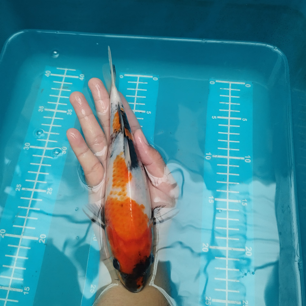 ikan koi showa sisik 25 cm BU blitar sanke ochiba shiro showa ogon kohaku penjinak kolam HQ sesuai g