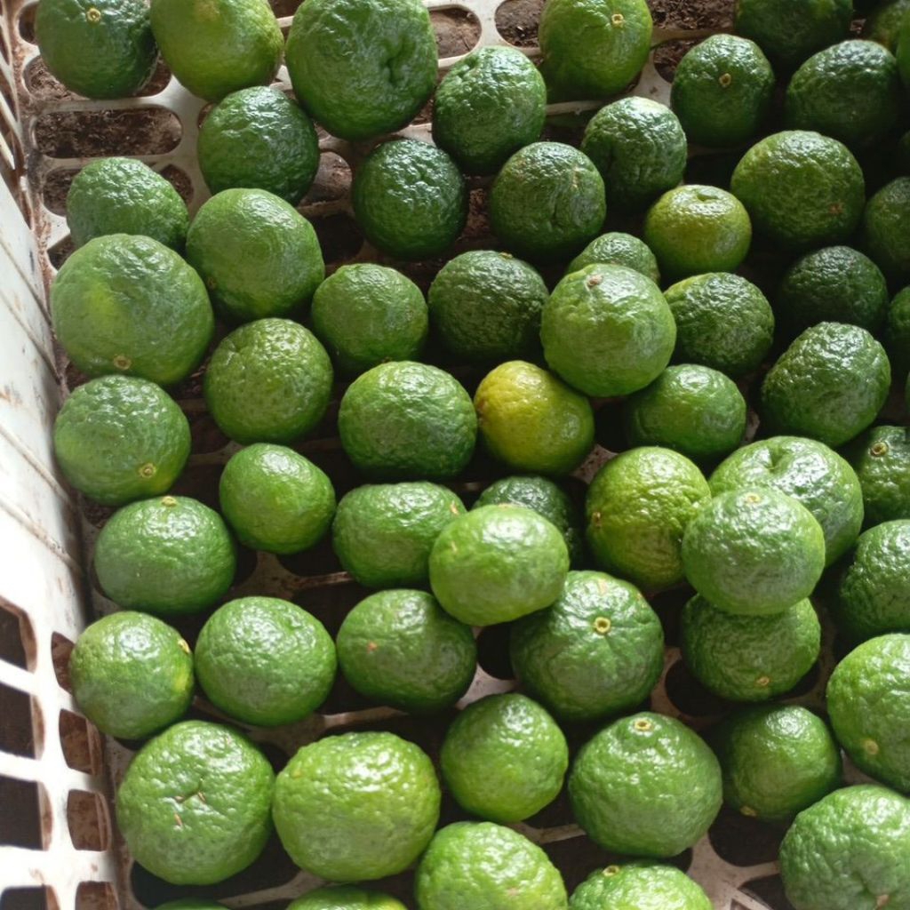 

jeruk limau ukuran sdang 500Gram