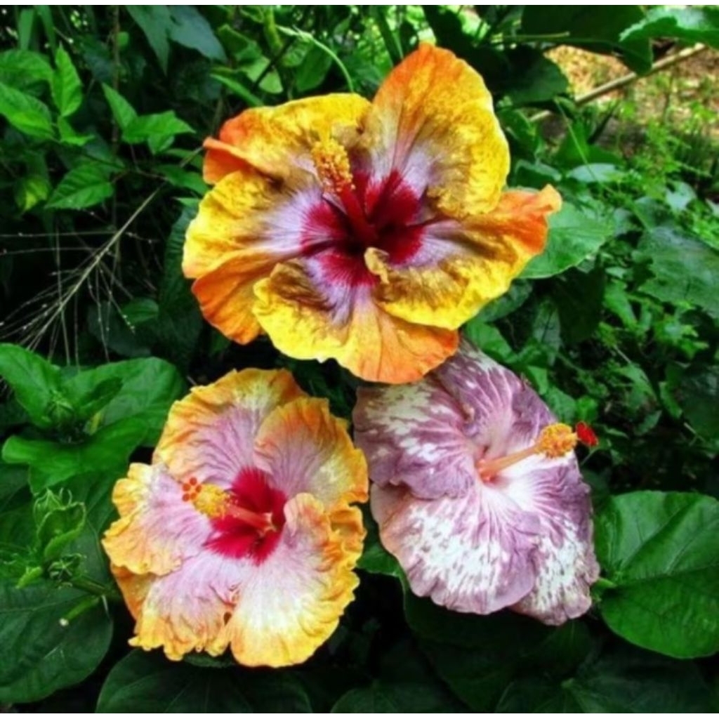 Tanaman hias kembang sepatu 3 warna/hibiscus bunga langka rimbun