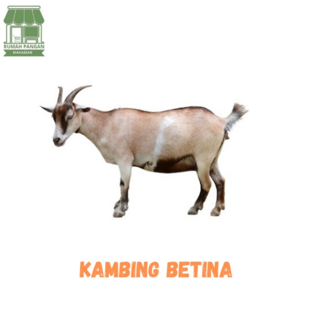 

KAMBING BETINA HIDUP