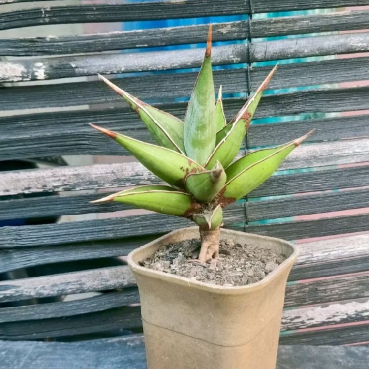 Tanaman Sansevieria Hias Pinguiculata
