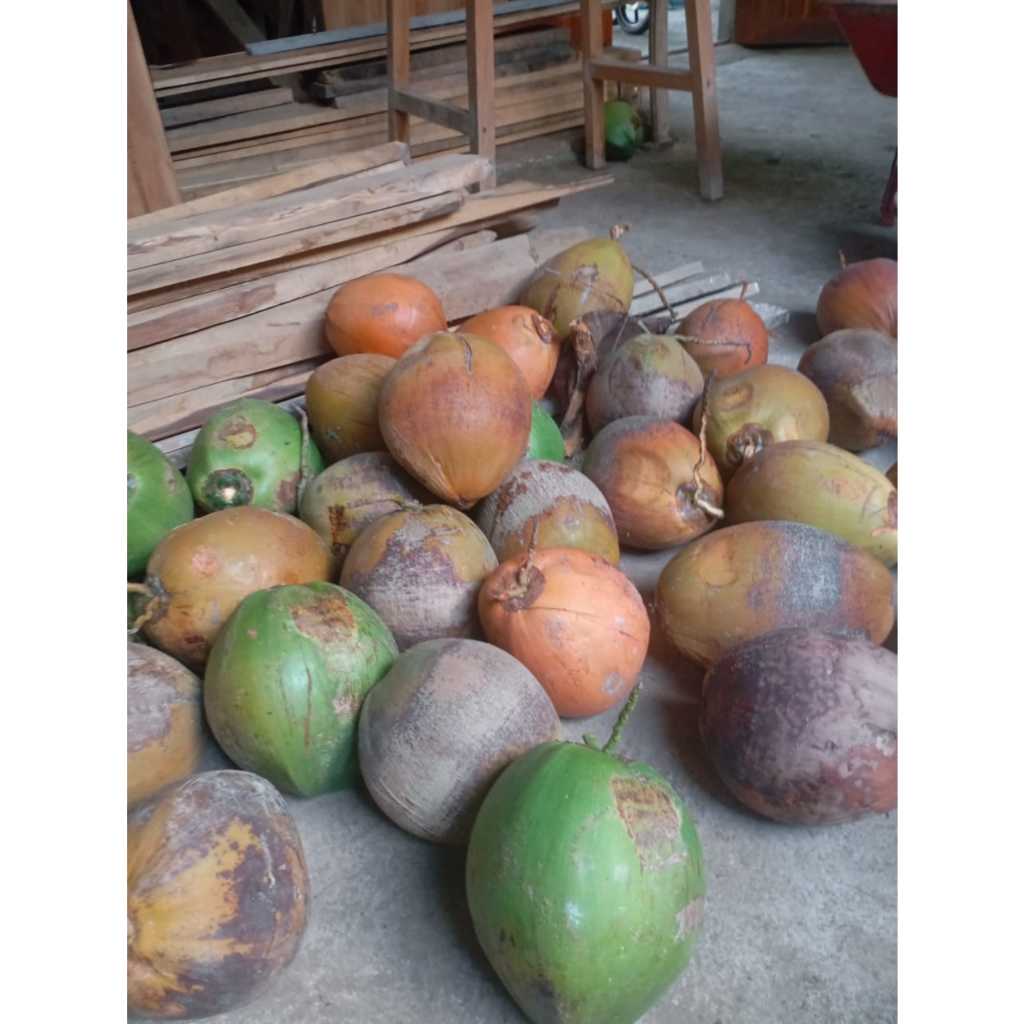 

KELAPA TUA LANGSUNG PETIK DARI POHONNYA