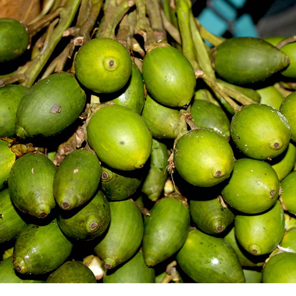 

PROMO !!! 1kg Pinang muda /pinang muda segar/jamu pinang muda / Jambe Muda