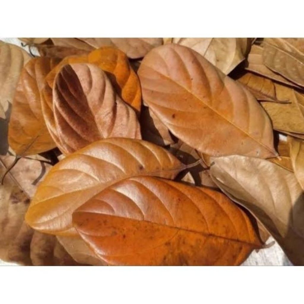 

DAUN NANGKA KERING BUAT KERAJINAN ISI 30LEMBAR