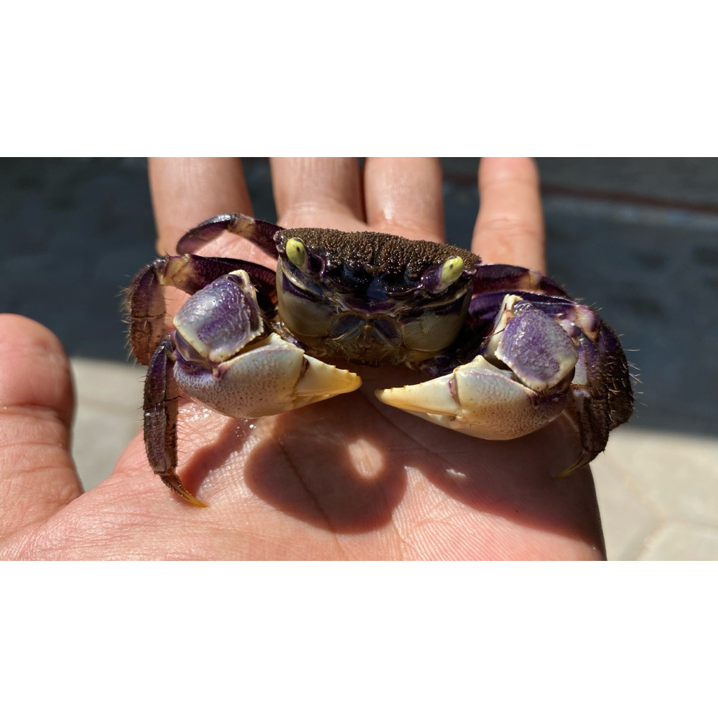 

kepiting hias neo Spider