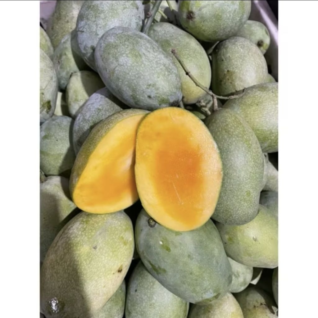

mangga manalagi/ mangga madu