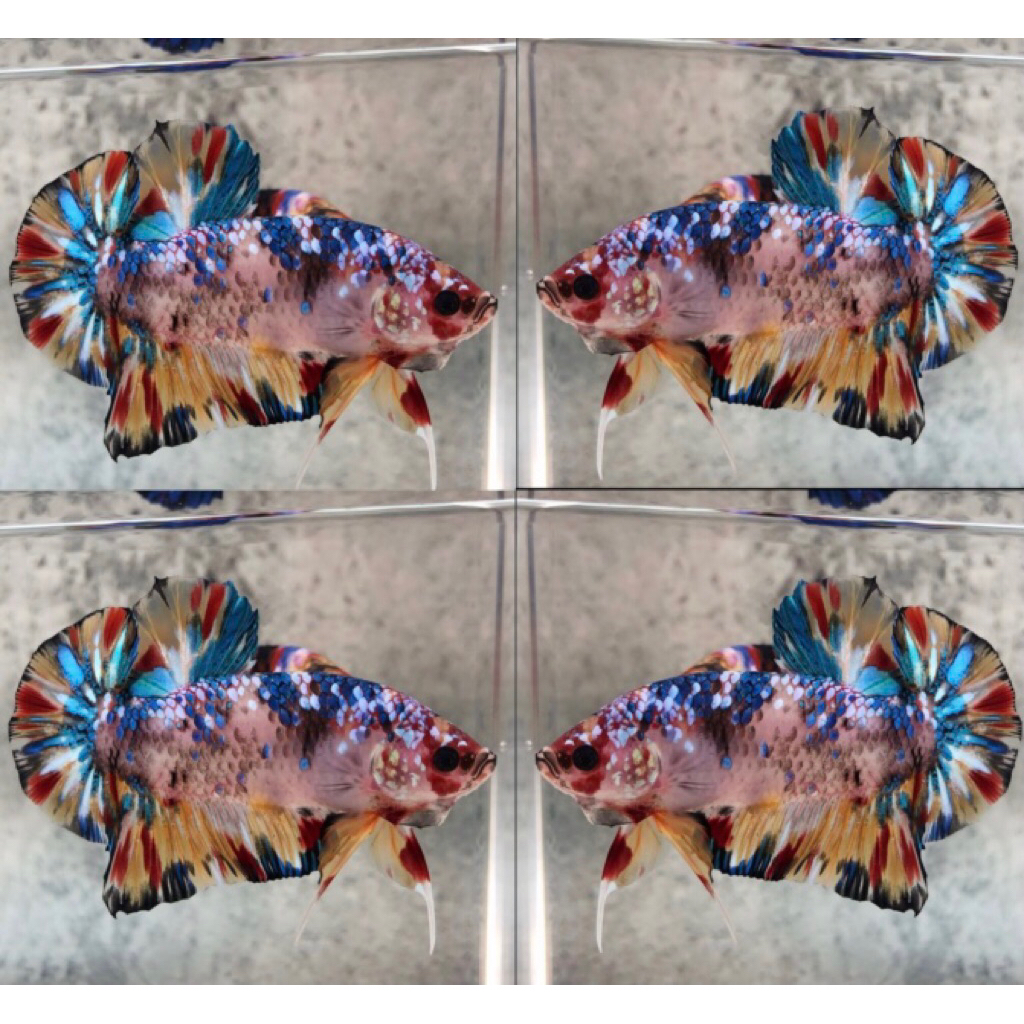 ikan cupang multicolor bahanan bagus