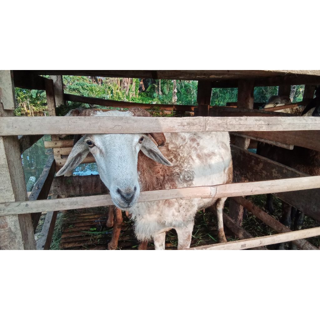 

Domba lokal dan bibit garut