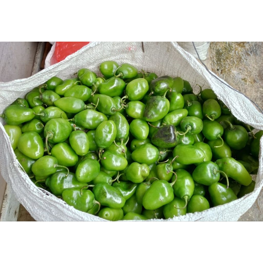 

cabe gendot super premium tahan busuk