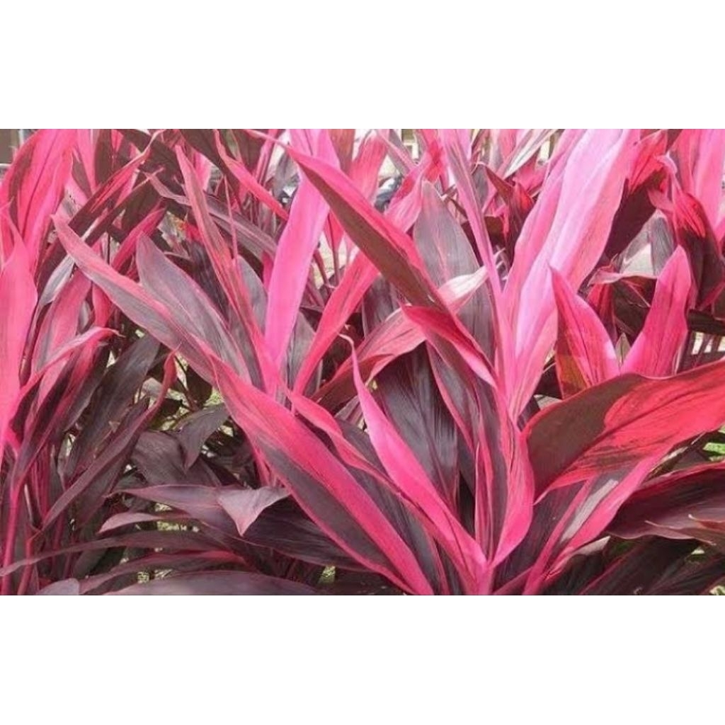 daun hanjuang daun andong/5 lembar