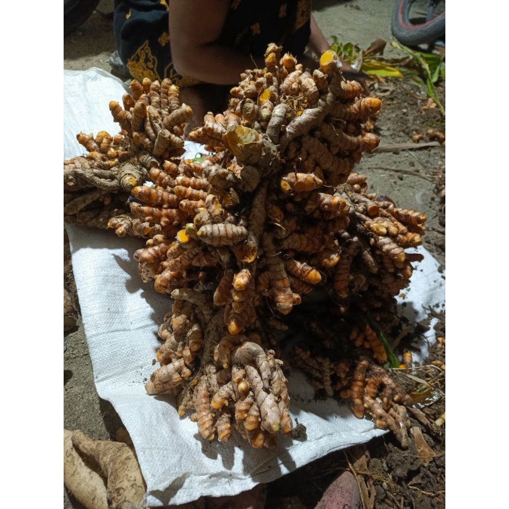 

Kunyit Asli Super Isi 1 KG Kualitas Premium buat rempah - rempah jamu dll