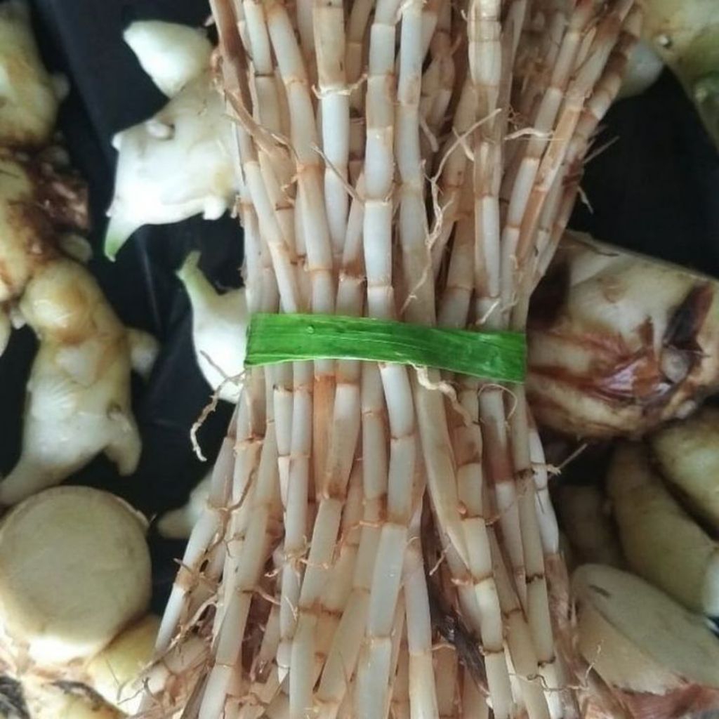 

akar alang-alang untuk herbal 1 ikat (+-100g) | jamu herbal segar