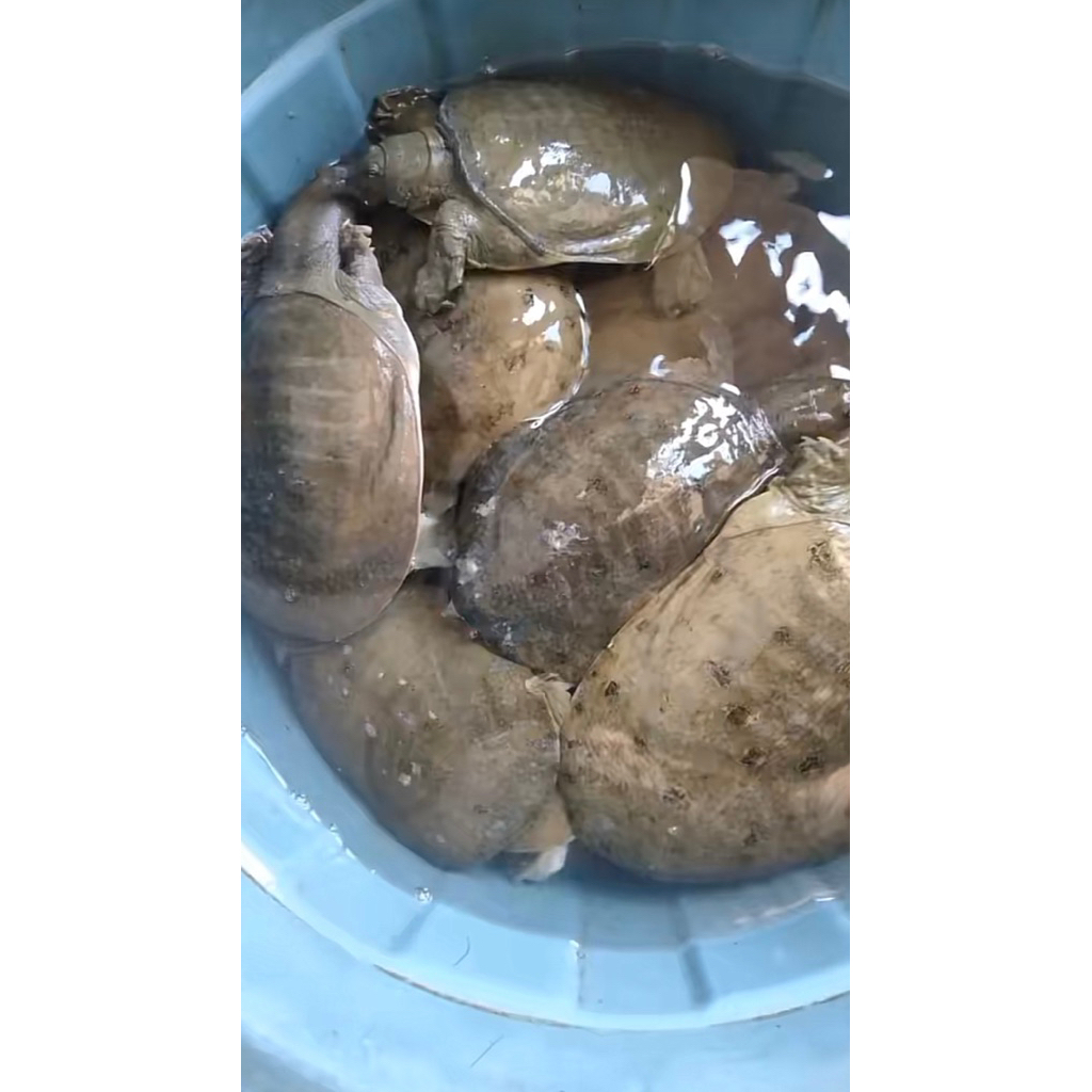 

Labi labi/Bulus frozen