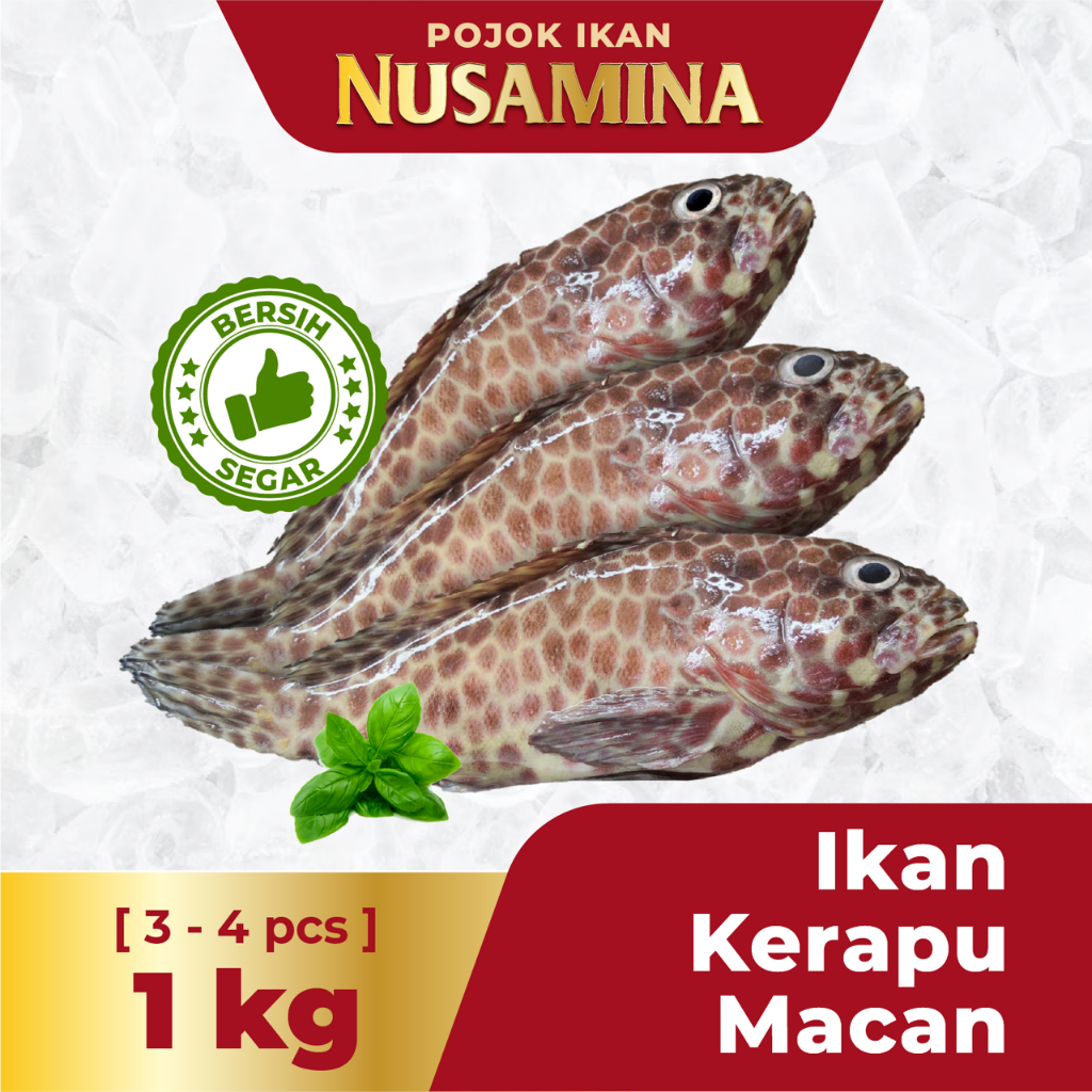 

Nusamina Ikan Kerapu Macan / Kerapu Totol Premium Grade [3-4 pcs]/ 1Kg