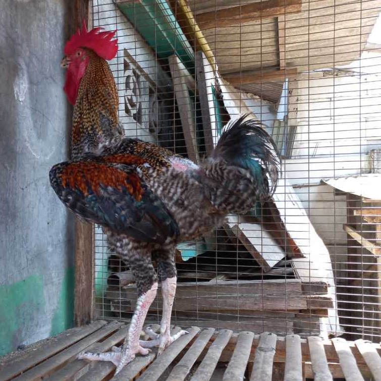 

Telur Ayam Pelung Jali Emas Untuk Ditetaskan Fertil