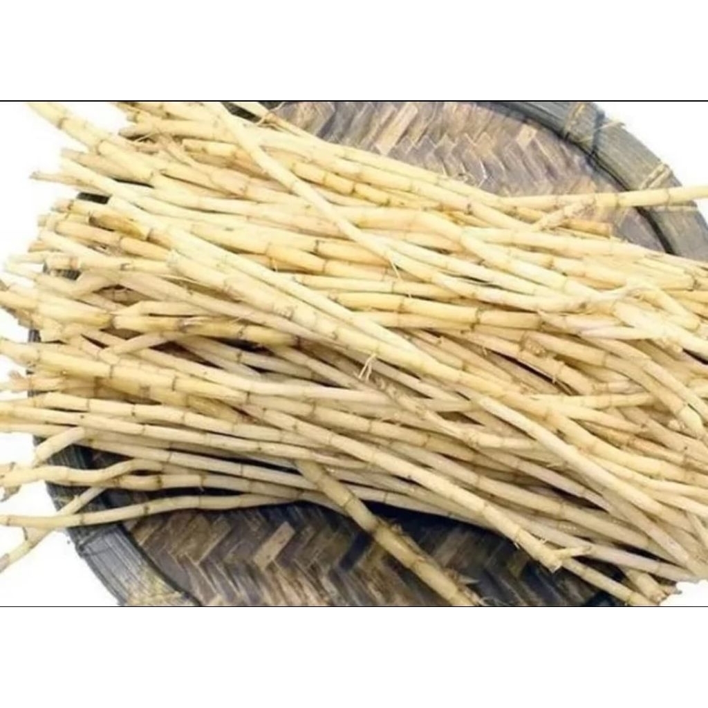 

Akar Alang Alang Segar Fress 1Kg Organik Bersih Herbal Alami Obat Meredakan Demam