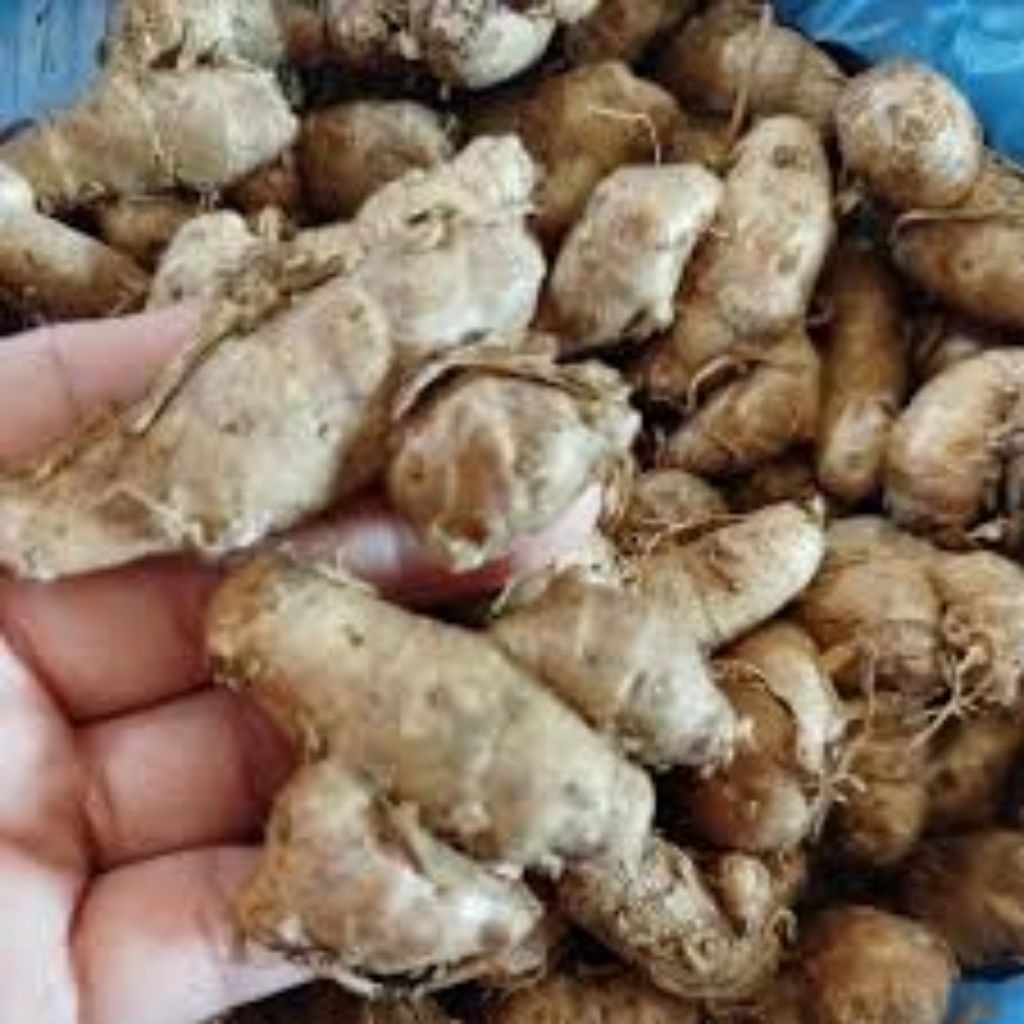 

bahan kencur segar berkualitas / kencur fresh kualitas baik / Bahan Rempah Spices Cikur
