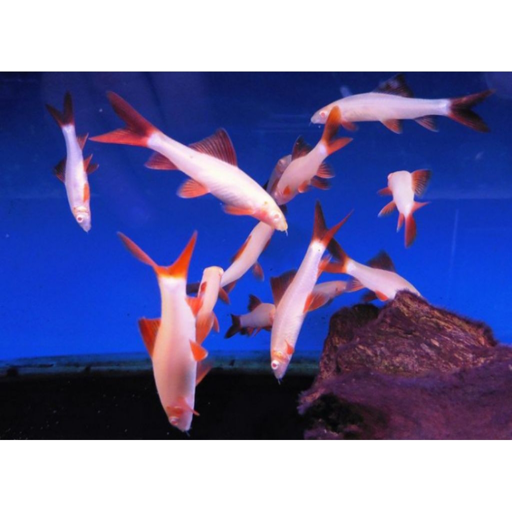 REDFIN ALBINO & BLACK