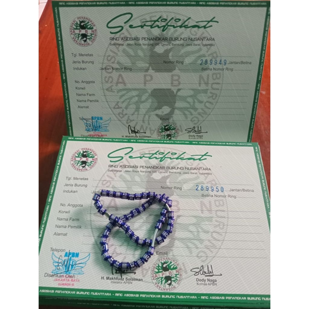 Ring APBN Terbaru untuk Murai Trotol Plus Sertifikat asli Yayasan khusus Peternak