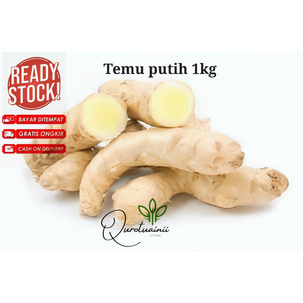 

Temu putih 1kg murah kunyit putih