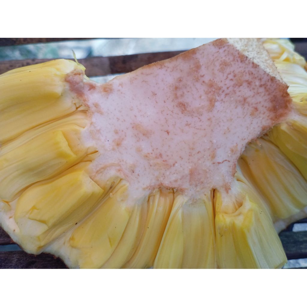 

BUAH NONGKO NANGKA MATANG MANIS