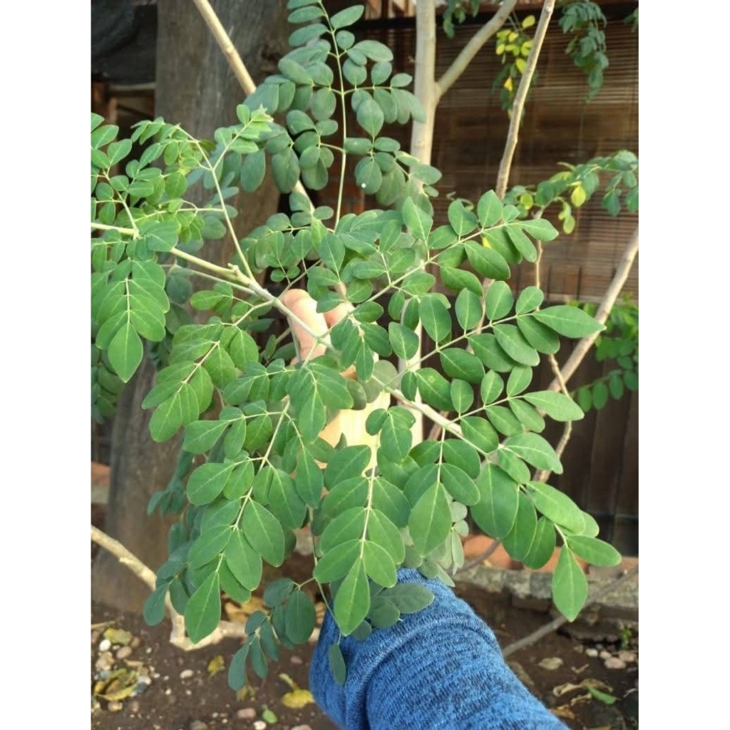 

Daun Kelor segar obat herbal 100gram