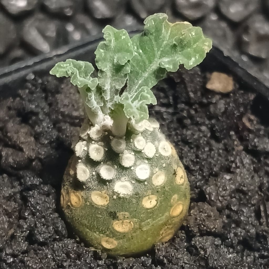 DORSTENIA LAVRANI