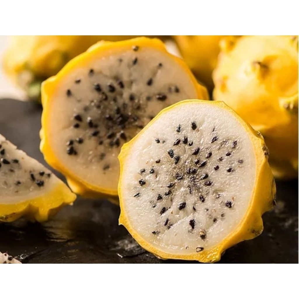 30 BUTIR BENIH BUAH NAGA KUNING LOKAL