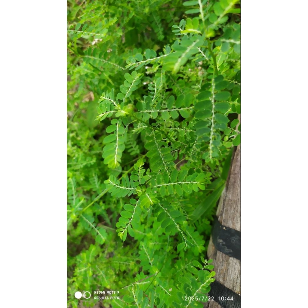 

Daun meniran segar alami dari rempah babasal sulawesi