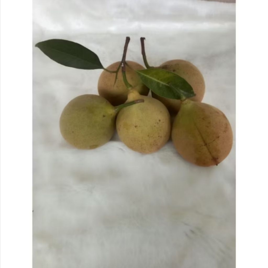 

REMPAH PALA 1 KG LANGSUNG PETIK