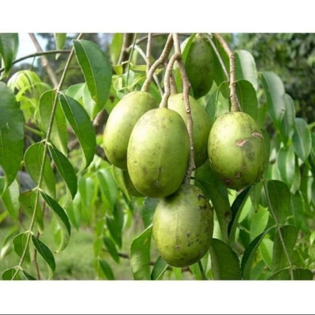 

Buah kedondon/ Kedondong segar fresh 1 kg