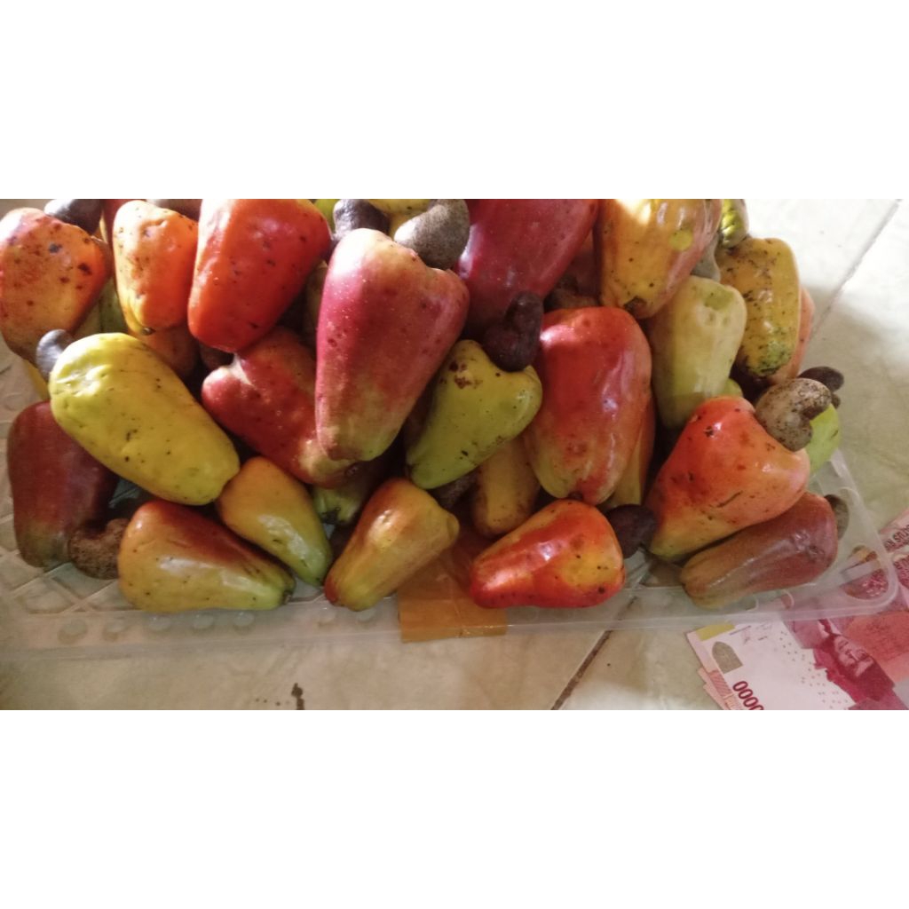 

Jambu mede/moneng (hanya dagingnya