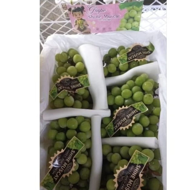 

Anggur Shine Muscat Grape 5,3 kg per dus per keranjang box Fresh Jogja