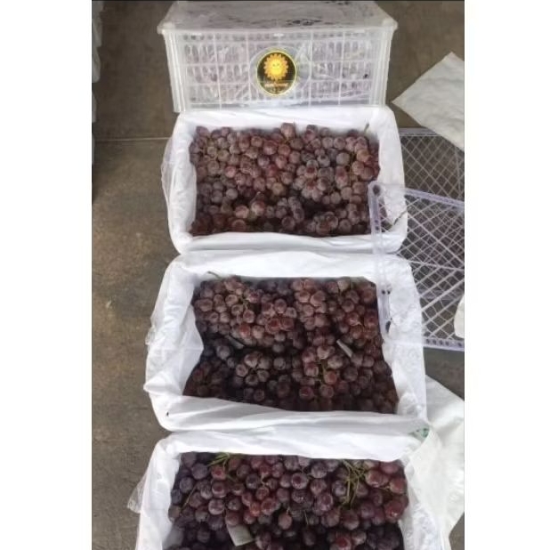 

Anggur Ungu RRC SUN FLOWER Berat 6,7 kg Per dus per box keranjang Fresh Jogja