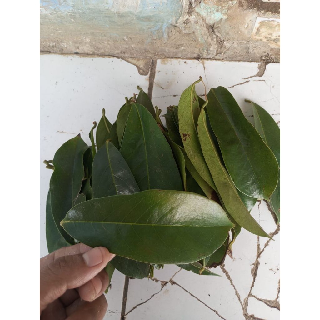 

daun sirsak herbal ori isi 150 lembar