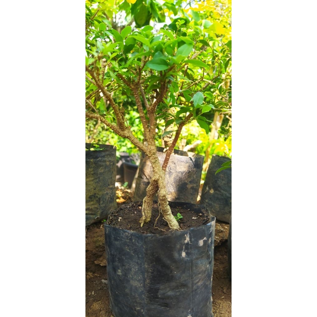 bonsai sakura mikro / hokiantea mini shito hidup