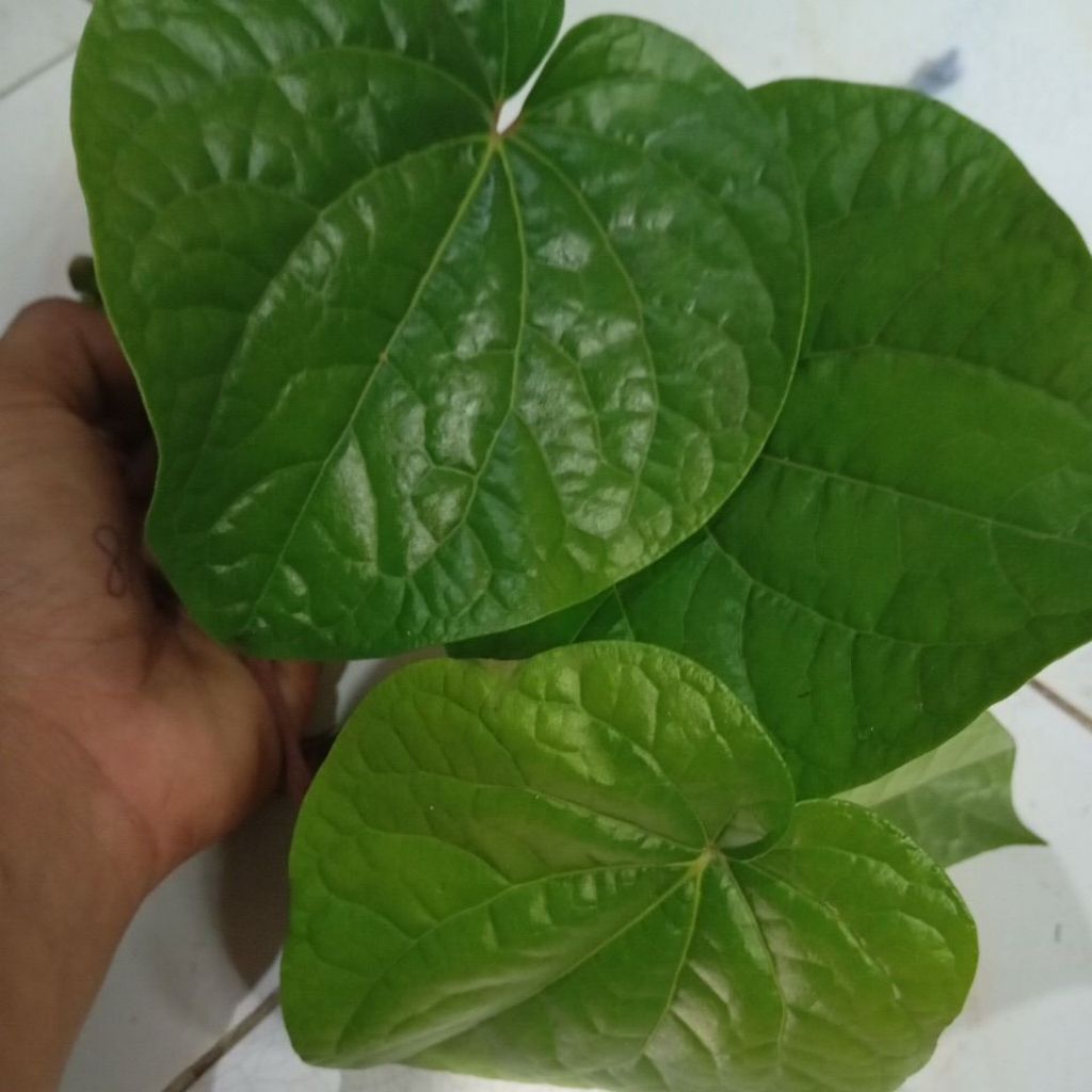 

DAUN SIRIH ISI 50 SEGAR