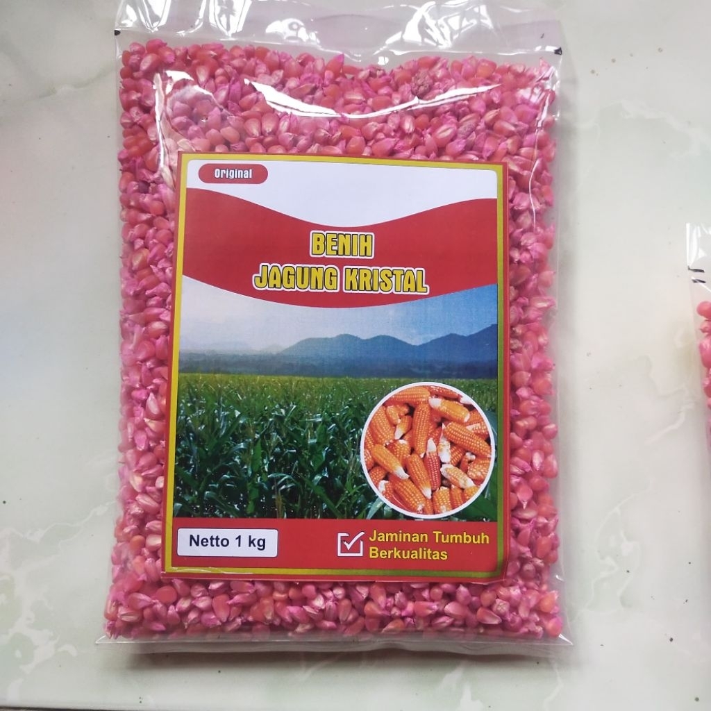 benih jagung kristal 1 kg