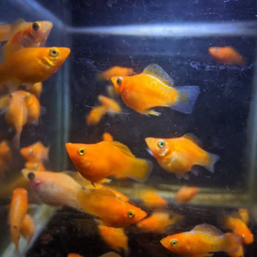 hobi/koleksi/molly orange/molly Sunkist/molly Thailand