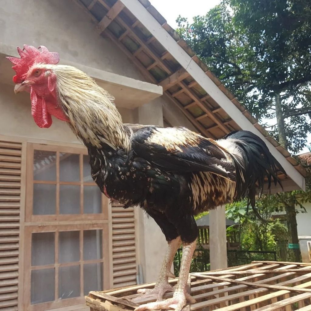 Telur Ayam Pelung Jumbo Jalak Bodas Untuk Ditetaskan Fertil